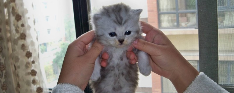 猫咪换粮软便几天能好