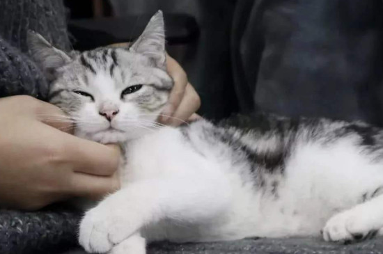 猫吃了绿萝怎么解毒