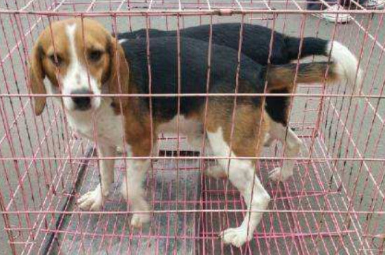 比格犬为什么很少人养