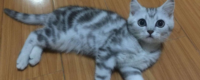 猫猫乱拉尿是什么征兆