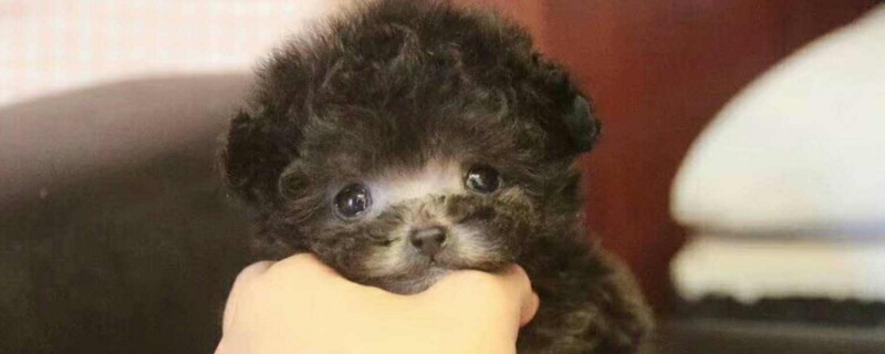 茶杯犬为什么养的人少
