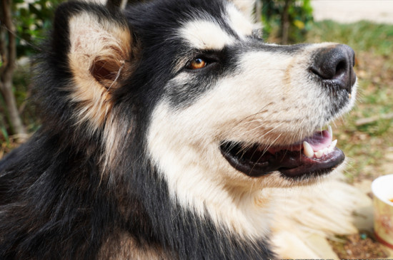 狗得了狂犬病什么表现