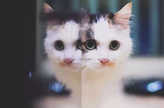 猫故意不在砂盆里大便