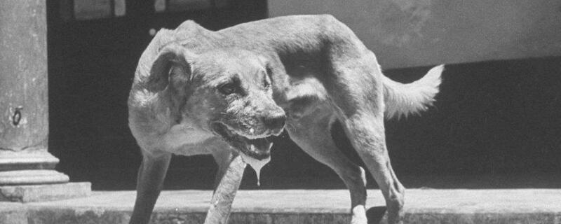 狗狂犬病发作能活多久