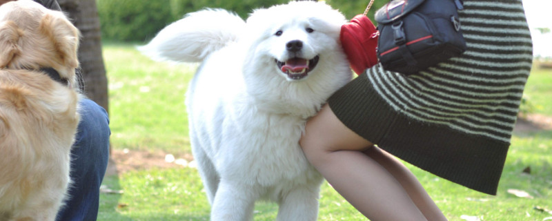 狗狗能吃二甲双胍吗