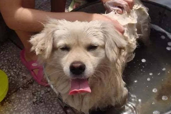 给狗狗洗澡用什么好