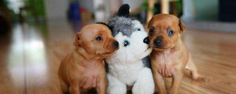 小鹿犬适合什么人养