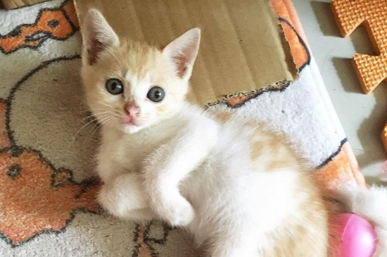 猫咪大便带血精神很好