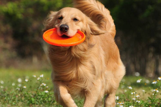 金毛犬5大危害