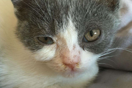 小猫感冒症状