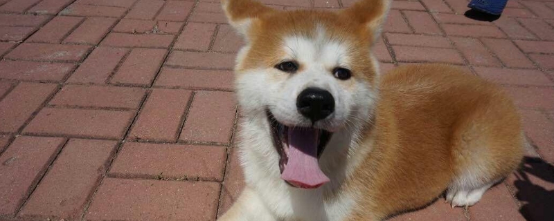 什么狗对主人最忠诚