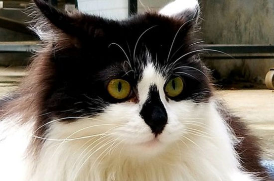 猫刚生完孩子又怀了