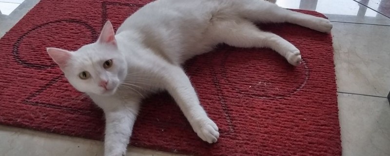 母猫乱拉屎是为什么
