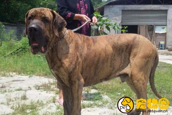 巴西非勒犬有多猛，攻击性强被多国禁止饲养
