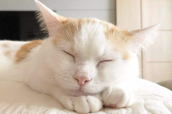 小猫脐带剪了要打结吗