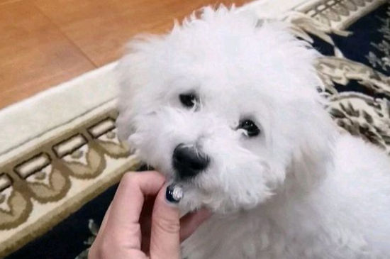 比熊身上长疙瘩是什么