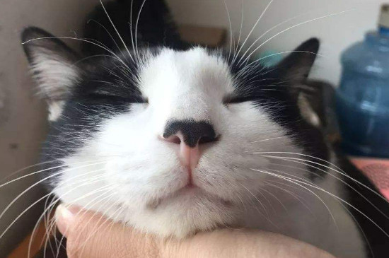 猫鼻子里面有黑色鼻屎