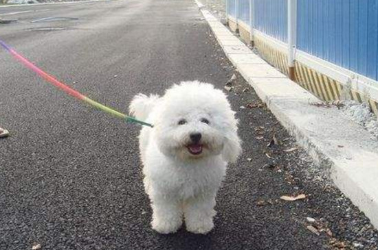 比熊犬喂养常识