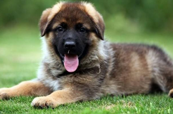 德国牧羊犬好养吗，不挑食易打理忠心耿耿很好养