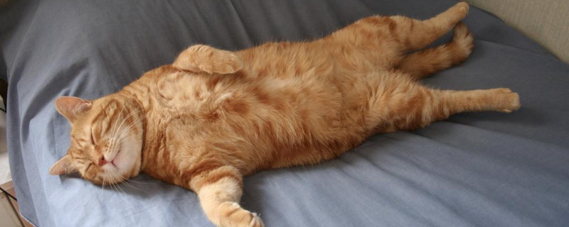 橘猫真的容易胖吗