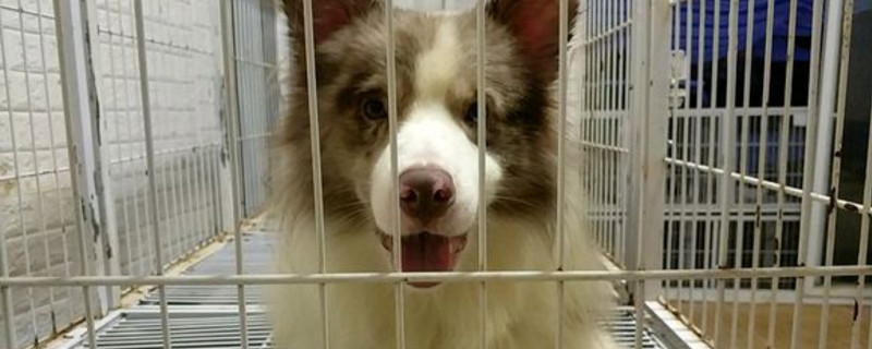 狗吃葡萄一天后没症状