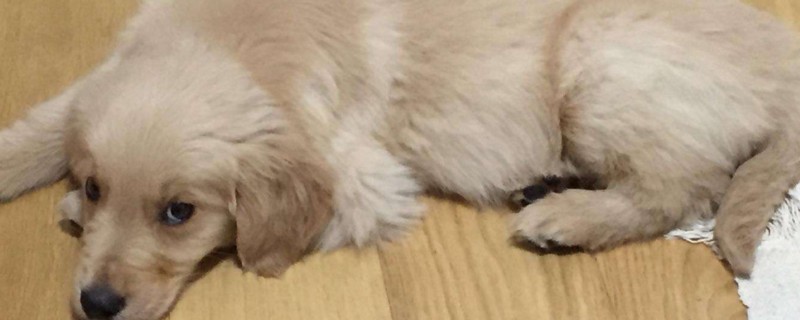 狗狗犯错冷落多久合适