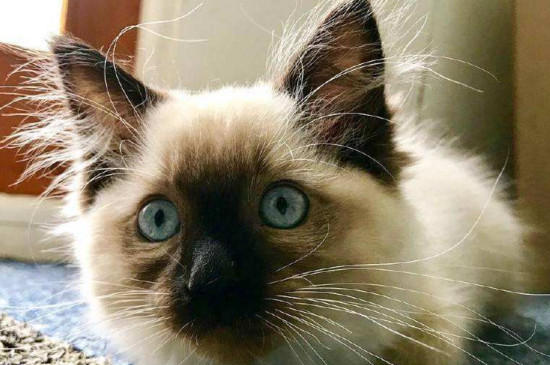 2岁的猫掉胡子