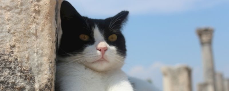 猫突然不吃不喝嗜睡