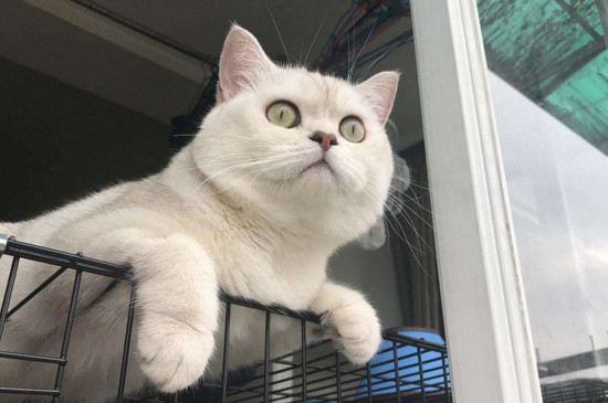 母猫涨奶怎么办