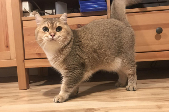 公猫越来越瘦怎么解决