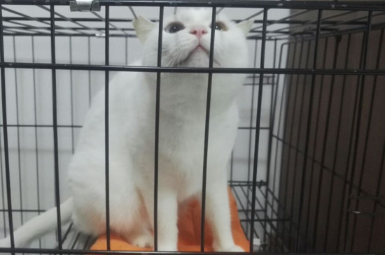 小猫关笼子里后果