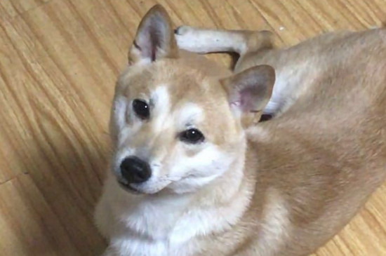 柴犬认主人吗