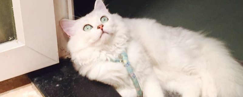 配了两天公猫没反应了的原因