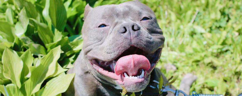 恶霸犬吃什么增加营养