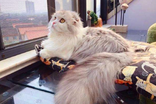 小猫粘人的表现