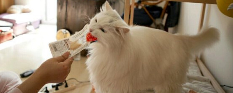 狮子猫适合家养吗