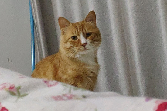 猫鼻支流眼泪怎么办