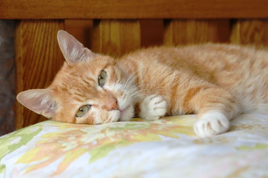 猫尾巴上有黑点点