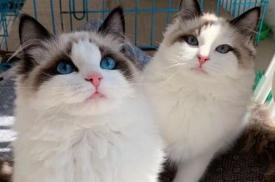 猫咪吃什么能长胖