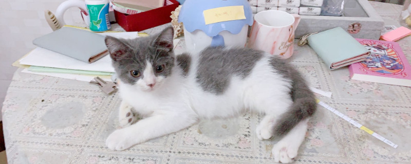 猫鼻支潜伏期症状