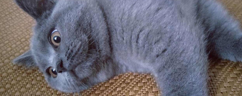 三个月的猫多重