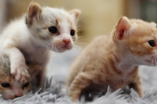 为什么淘宝的猫才20元，淘宝上20元的活体猫是真的吗