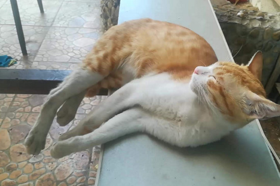 橘猫为什么越来越瘦