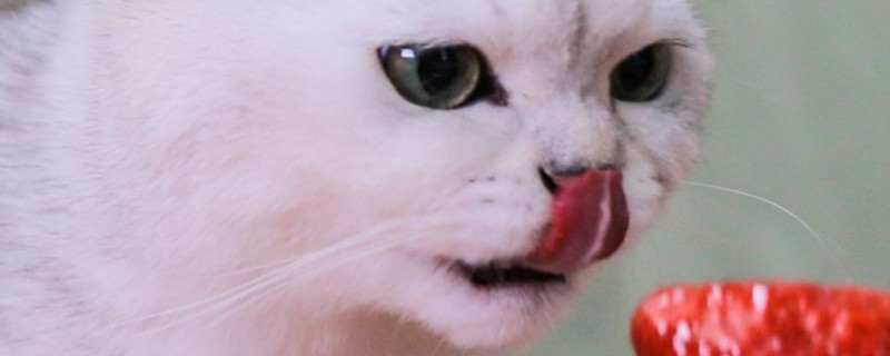 猫咪能吃荔枝吗