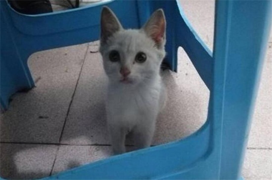 捡到流浪猫该怎么处理