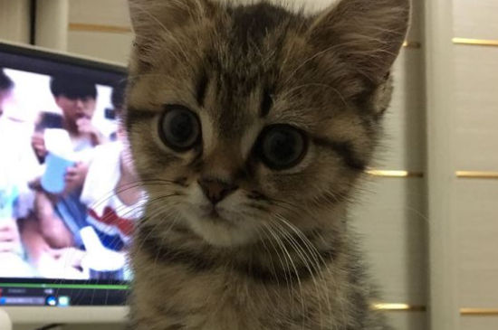 猫拉屎不埋怎么教育