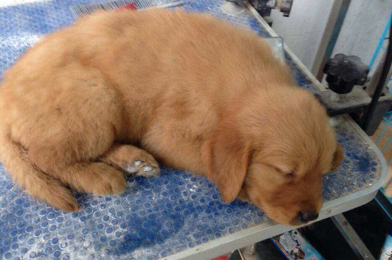 两个月的金毛容易死吗
