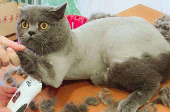 猫藓反复发作怎么办