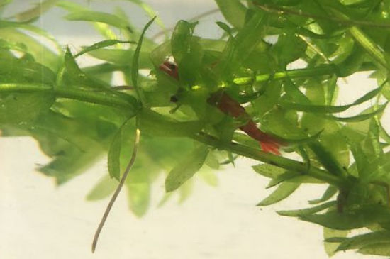 养水晶虾不用泥可以吗