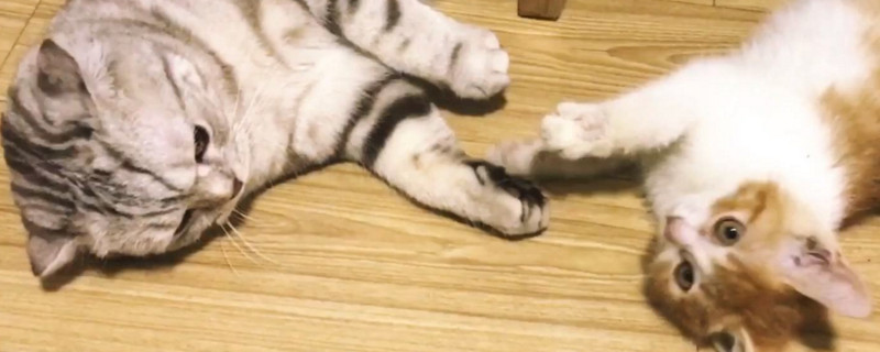 两只母猫会打架吗